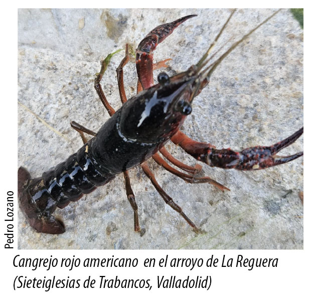 Archivo:Cangrejo rojo americano en el arroyo de La Reguera (Sieteiglesias de Trabancos, Valladolid).jpg