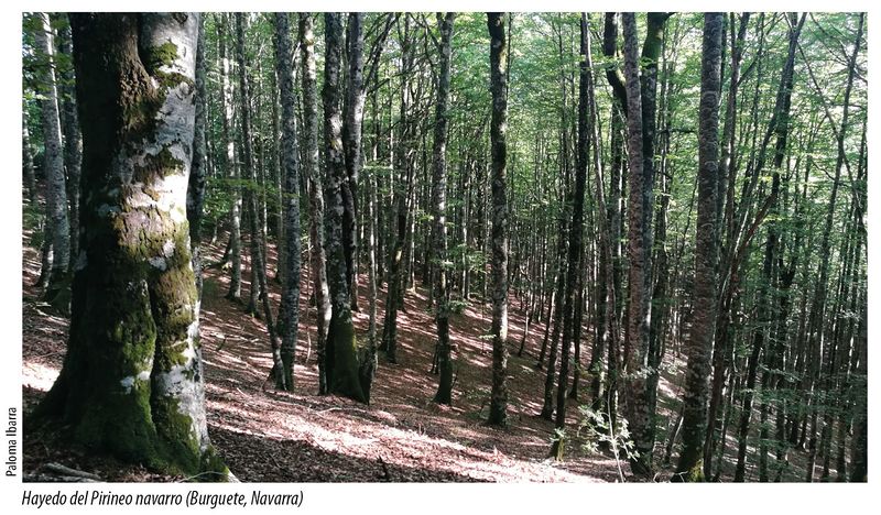 Archivo:Hayedo del Pirineo navarro (Burguete, Navarra).jpg