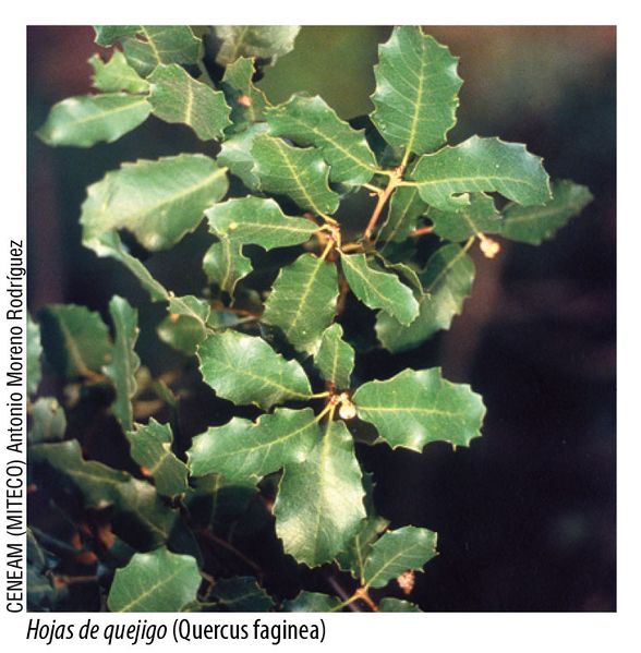 Archivo:Hojas de quejigo (Quercus faginea).jpg