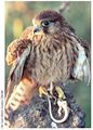 Cernícalo canario (Falco tinnunculus ssp. canariensis).jpg