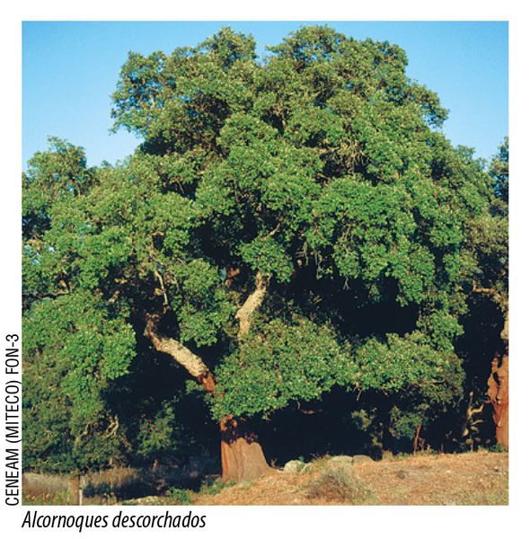 Archivo:Alcornoques descorchados.jpg